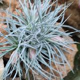 Tillandsia 'Houston Cotton Candy'