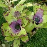 Neoregelia concentrica 'Plutonis'