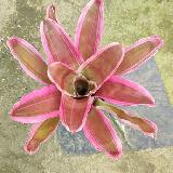 Neoregelia 'Valentine'