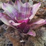 Neoregelia 'Ballerrina'