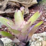 Neoregelia 'Grande'