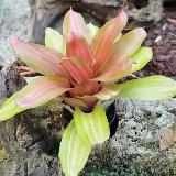 Neoregelia 'Orange Glow'