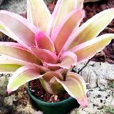 Neoregelia 'Cherry Vanilla'