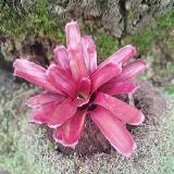 Neoregelia 'Red Bird'