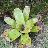 Neoregelia 'Olens x concentrica'