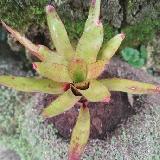 Tillandsia 'Li Hing'