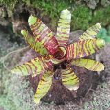 Neoregelia 'Da Kine'