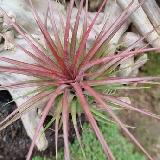 Tillandsia Rainforest Red