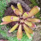 Neoregelia 'Bitzer'