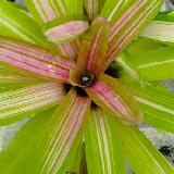 Neoregelia ' Martin'