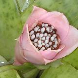 Canistrum lindeni
