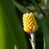 Aechmea  calyculata