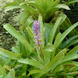 Aechmea gamosepala