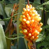 Aechmea pimenti-velosoi
