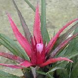 Aechmea recurvata var. benrahtii
