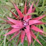 Aechmea recurvata var. benrahtii