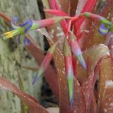 Billbergia hybride nutans x saudersii