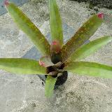 Neoregelia marmorata x spectabilis