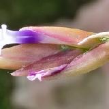 Tillandsia chusgonensis