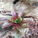 Neoregelia 'Casiopea'