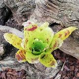 Neoregelia kautskyi