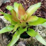 Neoregelia 'Medusa'